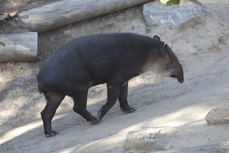 321-2197 San Diego Zoo - Baird_s Tapir.jpg